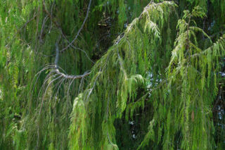 Cyprysik nutkajski 'Pendula' - Chamaecyparis nootkatensis 'Pendula'