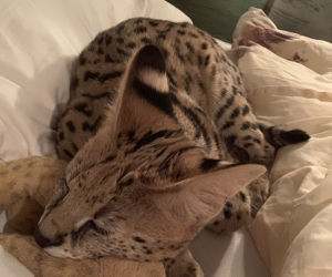 Zaginął serval