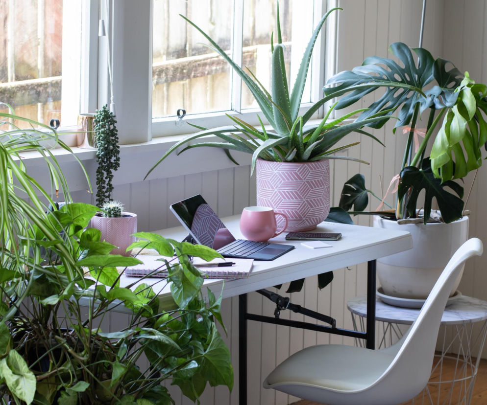 Monstery, zamiokulkasy i wężownice. Ile zapłacimy za kwiaty doniczkowe w styczniu 2026?