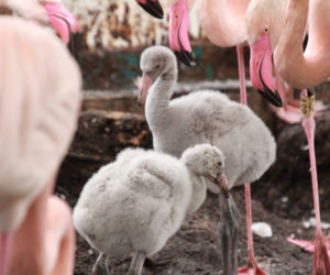 Nowi mieszkańcy Śląskiego Ogrodu Zoologicznego. Są różowe, puchate i podbijają serca gości