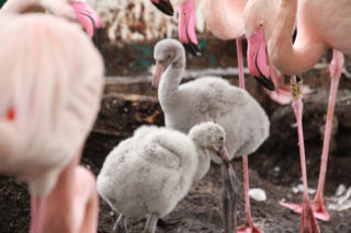 Różowe, choć szare! Niezwykłe narodziny w Śląskim ZOO