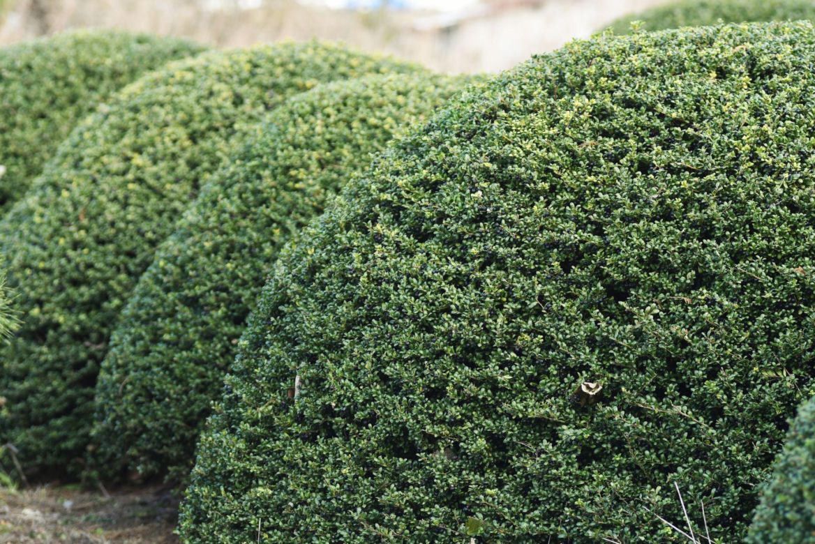 Ostrokrzew karbowanolistny 'Convexa'