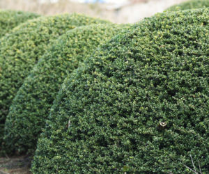 Ostrokrzew karbowanolistny 'Convexa'