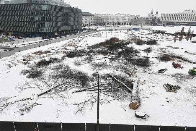 Rzeź drzew w parku w centrum Warszawy. Przygnębiający widok przed odbudową Pałacu Saskiego