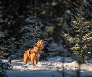 Akcja „Przyjaźń Łączy – Wspólnie dla Zwierząt” powraca  – Maxi Zoo ponownie wspiera zwierzęcych bohaterów