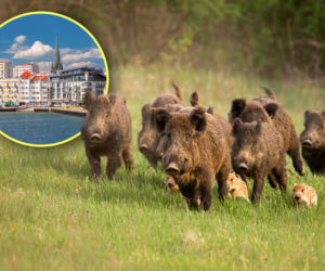 Nadmorski kurort walczy z plagą dzików. Urząd rozdaje to za darmo mieszkańcom