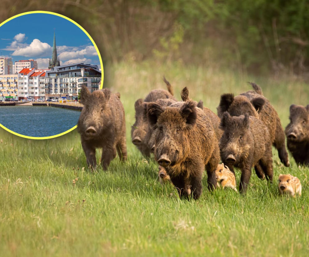 Kurort walczy z dzikami. Rozdają za darmo specjalny preparat