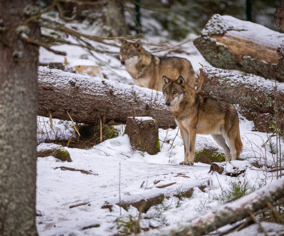 Wilki zagryzły psa Straży Granicznej na Podkarpaciu. Do ataku doszło podczas spaceru 