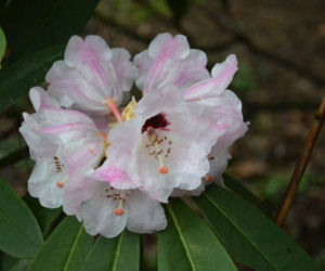 Różanecznik syczuański,Rhododendron sutchuenense
