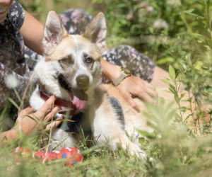 Lukrecję zmiażdżył samochód. Szuka kochającego domu