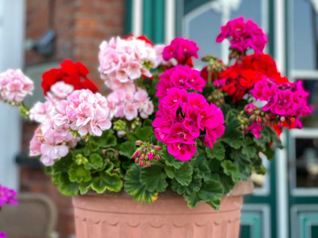 PELARGONIE 