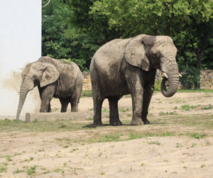 Warszawskie ZOO