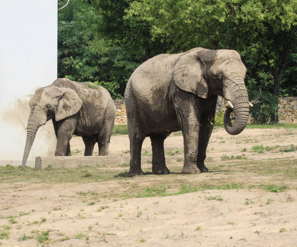 Warszawskie ZOO