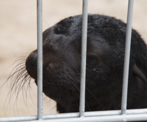 Mały kotik we wrocławskim zoo dostał imię Bruno