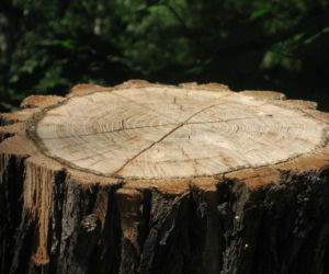 Będzie mniej cienia na placu zabaw. Mieszkańcy krytykują wycinkę wierzb w Tarnowie. „Nie chcemy betonozy”