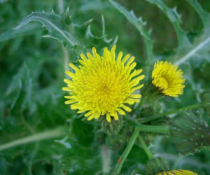 Jak pozbyć się mleczy z trawnika? Ten domowy oprysk sprawi, że znikną z twojego ogrodu