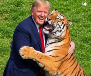 Trump poskramiaczem tygrysów?! Niewiarygodne wideo w sieci