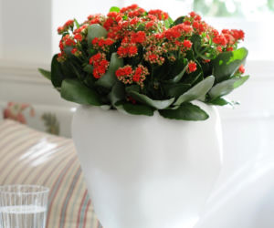 kalanchoe
