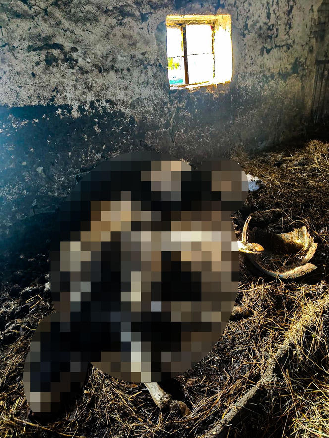 Horror koło Ostródy. Zwierzęta konały bez światła, wody i jedzenia