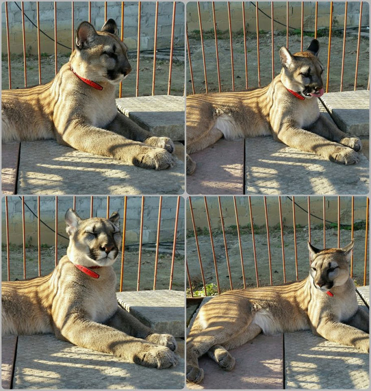 Śląskie: Dramatyczna akcja! Weteran z Afganistanu i puma: "To moje dziecko"