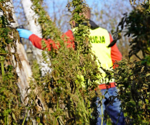 Miał w domu 23 kg konopi! Policja przechwyciła narkotyki o wartości ponad miliona zł [ZDJĘCIA]