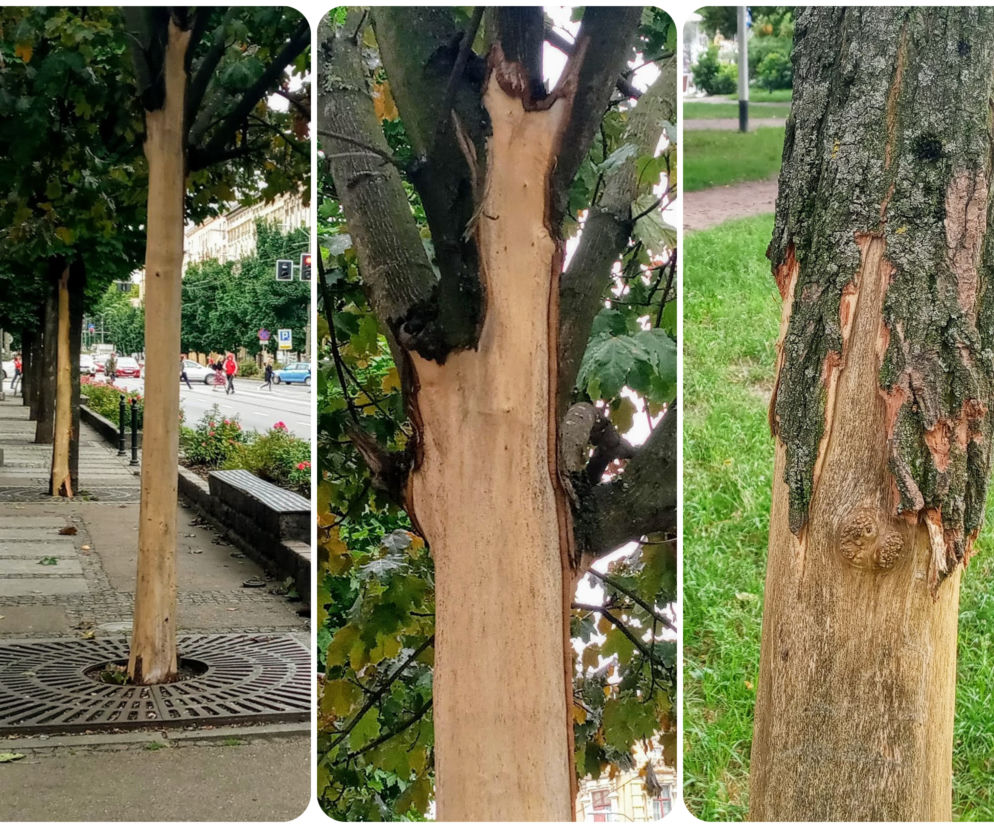 Ktoś celowo okalecza drzewa w centrum Szczecina