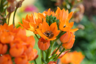 Śniedek wątpliwy – niewątpliwie uroczy kwiat!