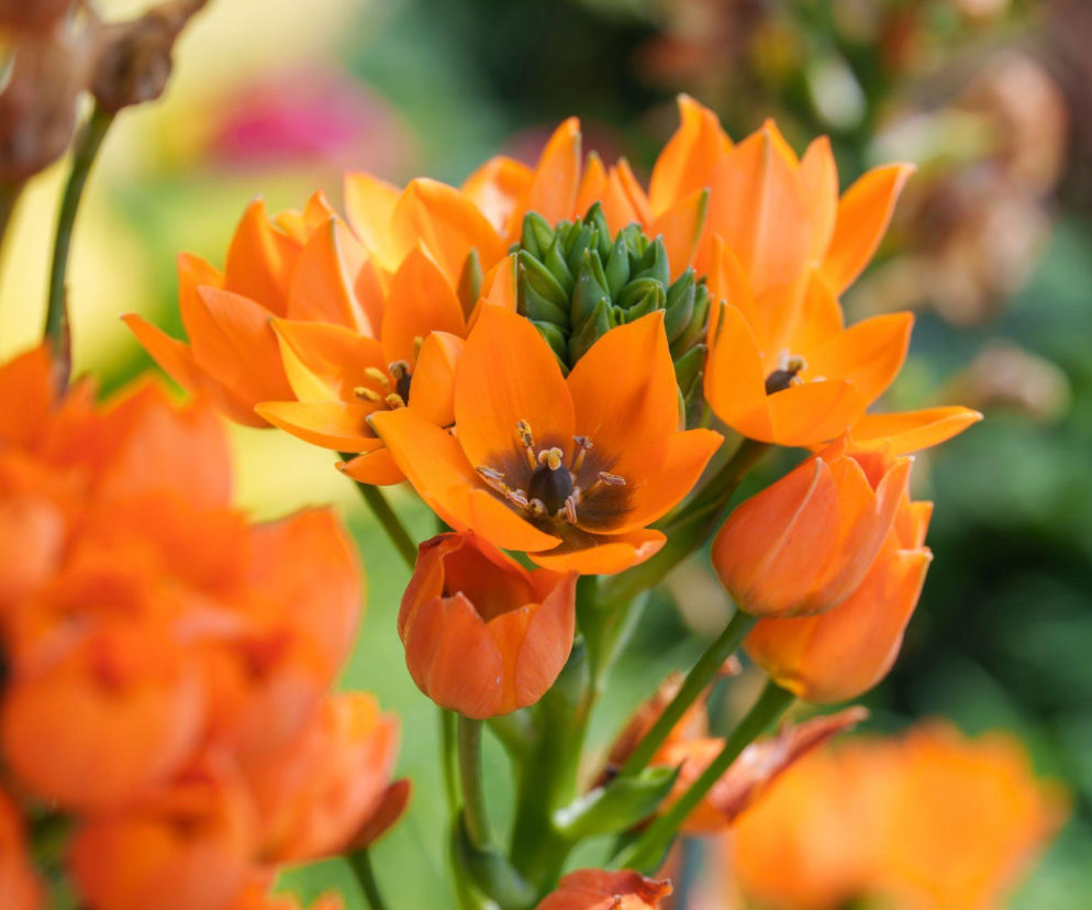 Śniedek wątpliwy – niewątpliwie uroczy kwiat!