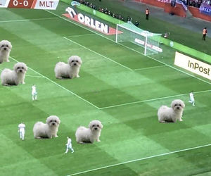 MEMY po meczu Polska Malta