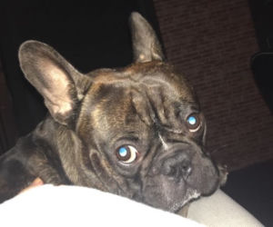 Pitbulle-mordercy rozszarpały pieska!