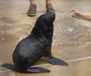 Mały kotik we wrocławskim zoo dostał imię Bruno