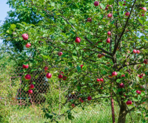Czy można przesadzić 20-letnie drzewa owocowe?