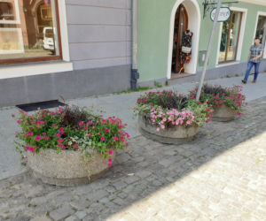 Olsztyn. Staromiejskie donice wypełniły się kolorowymi kwiatami [ZDJĘCIA]