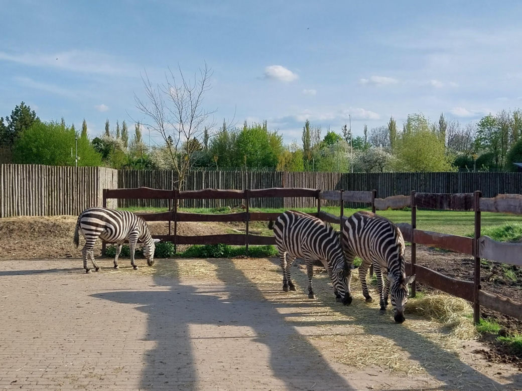 Wiosenny spacer w zamojskim zoo