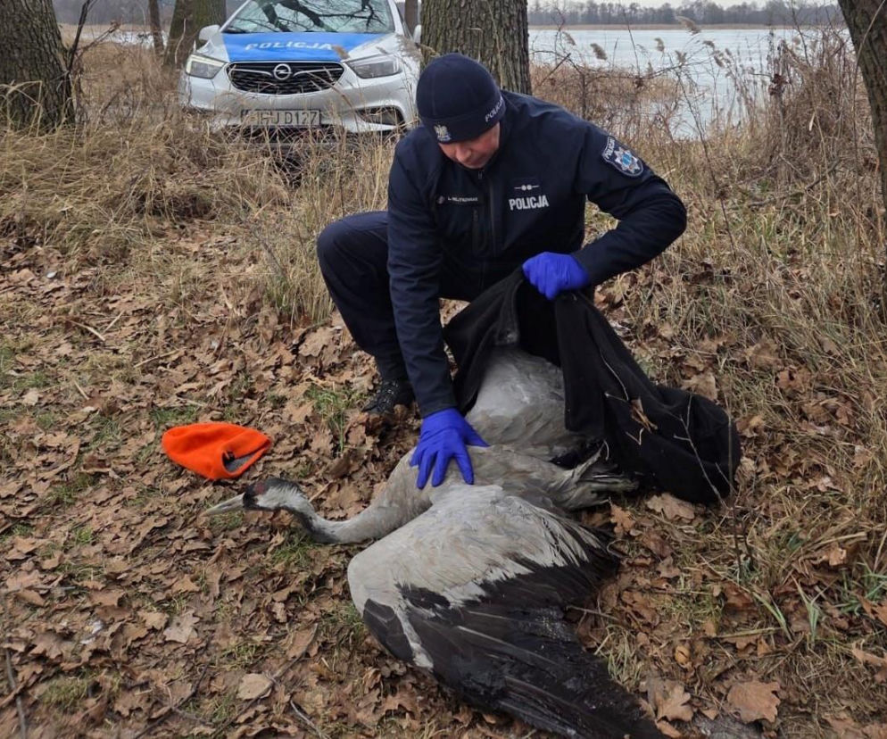 Nietypowa akcja ratunkowa w gminie Osieczna. Uratowali żurawia leżącego na lodzie