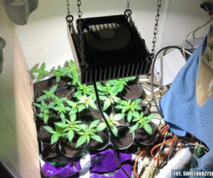 Plantator z Kielc ma problemy. Pójdzie za kraty przez ZIOŁOWE przetwory?