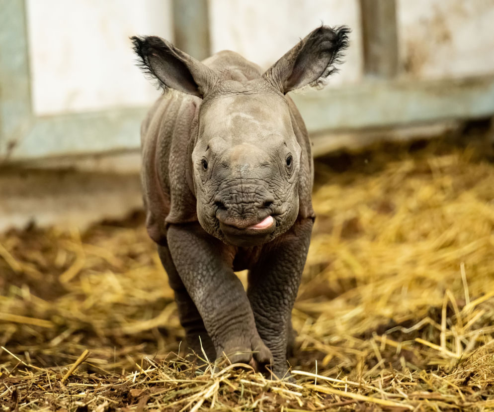 Nosorożec wrocławskie zoo