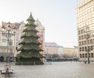 Nowa choinka na Rynku we Wrocławiu