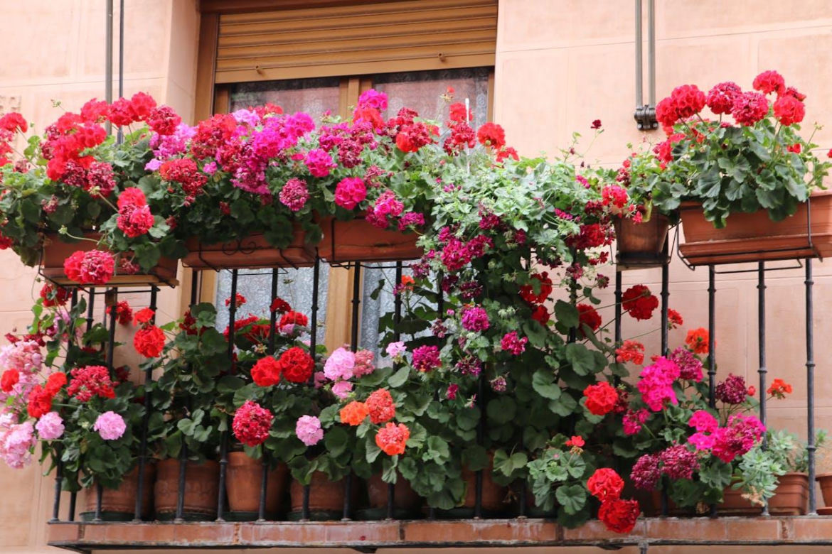 Pelargonie