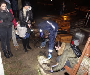 Pseudohowla w Białych Błotach