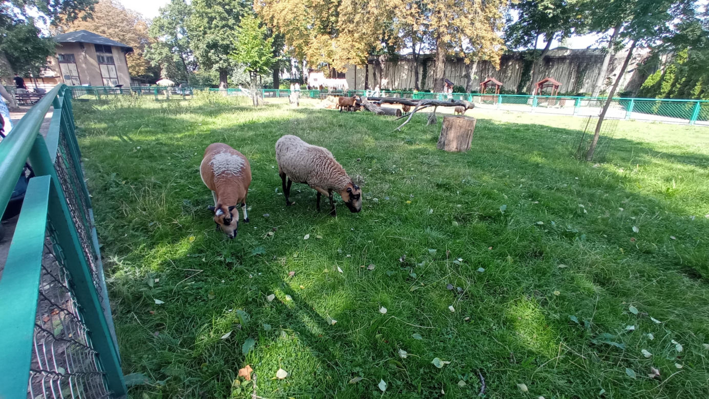 Stare ZOO w Poznaniu. Idealne miejsce na rodzinne spacery w sercu miasta 