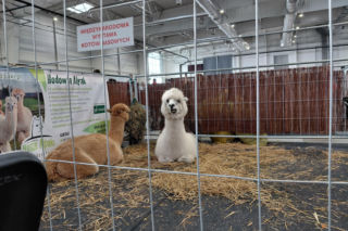 W Lublinie trwa wiosenna odsłona Zooparku. Jakie zwierzaki na nas czekają?