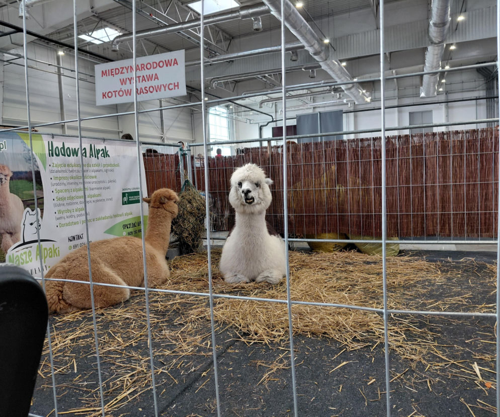 W Lublinie trwa wiosenna odsłona Zooparku. Jakie zwierzaki na nas czekają?