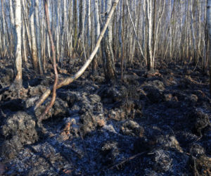 Biebrzański Park Narodowy UGASZONY. Zobacz, jakie zniszczenia spowodował ogień