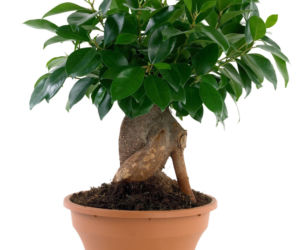 Ficus microcarpa