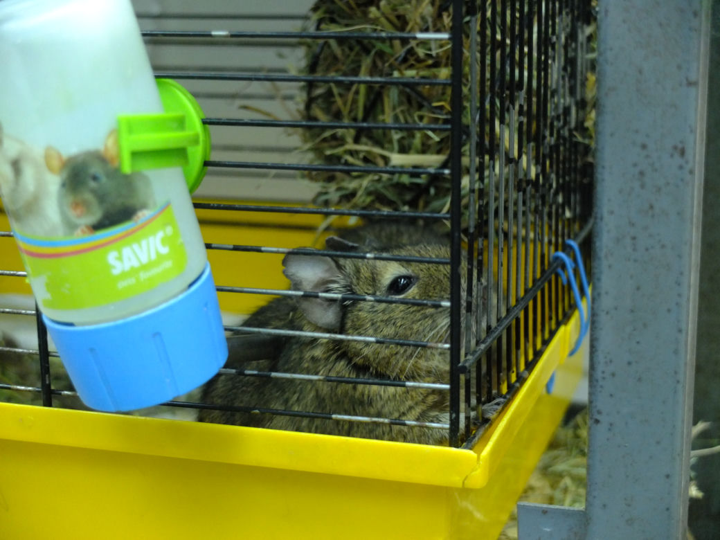 W Lublinie działa..."okno życia" dla małych zwierząt. Są szczurki, myszki, na nawet króliki i świnki morskie. Można je adoptować.