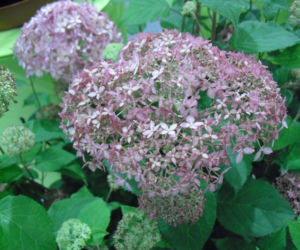 Hortensja drzewiasta SPIRIT 'Invincibelle' 