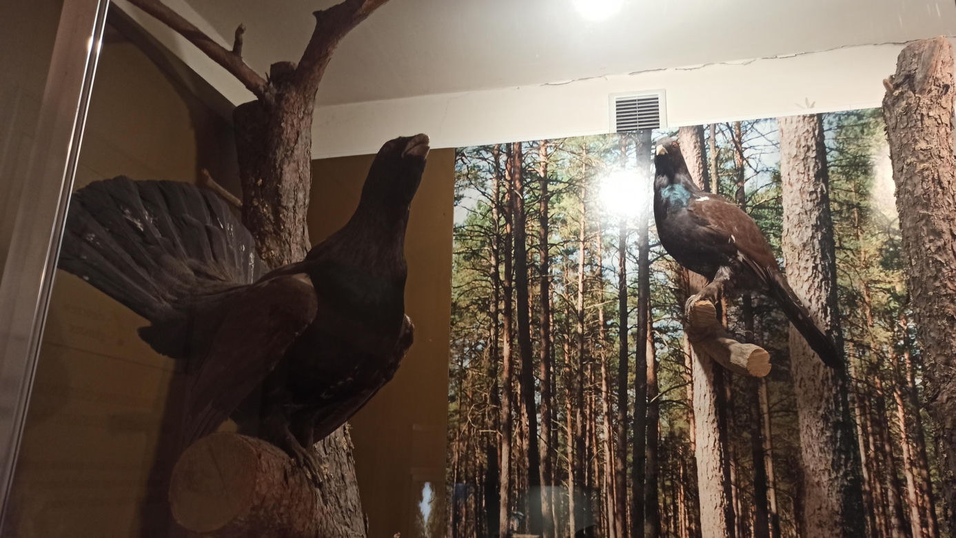 Muzeum Przyrody w Olsztynie. Poznajcie faunę oraz florę Warmii i Mazur