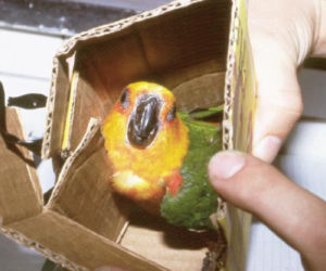 Przemyt zwierząt: Zobacz, jak przemytnicy trzymają egzotyczne zwierzęta