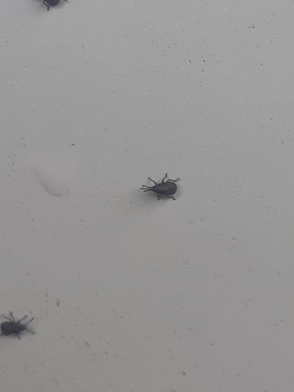 Zabrze: OBRZYDLIWE robactwo wpełza do domów. Uważajcie, to prawdziwa PLAGA!